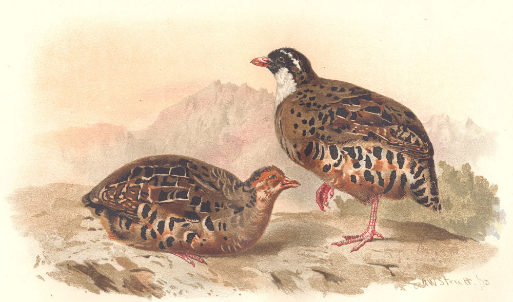 INDIAN GAME BIRDS. Painted Bush-Quail (Perdicula Erythrohyncha). FINN 1915